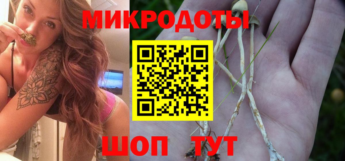 Галлюциногенные грибы Psilocybe Михайловск